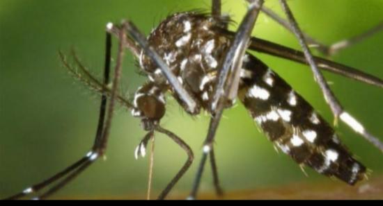 Dengue Cases Rise To 46,037